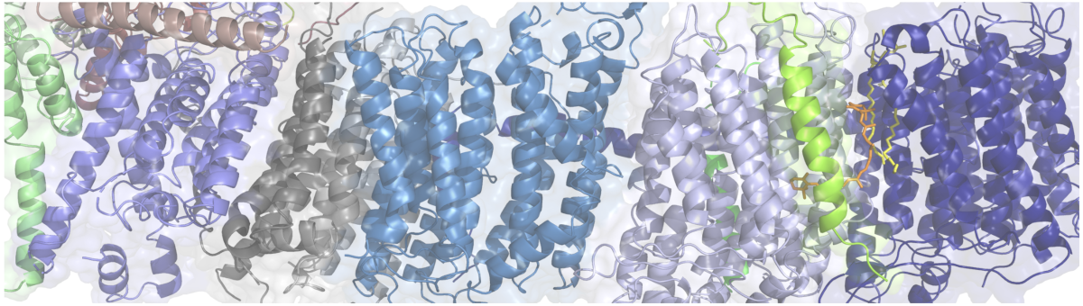 Molecular Machines of Photosynthesis